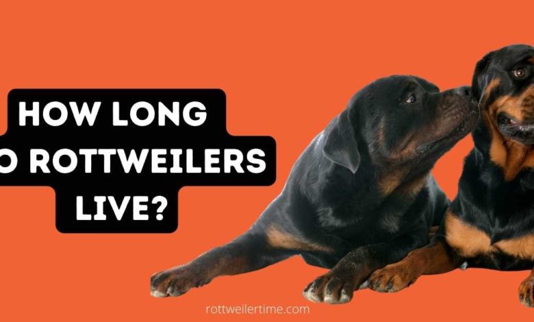 How Long Do Rottweilers Live?