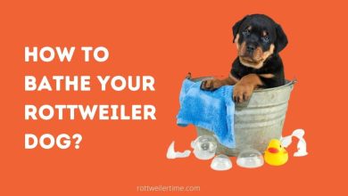 How to Bathe Your Rottweiler Dog