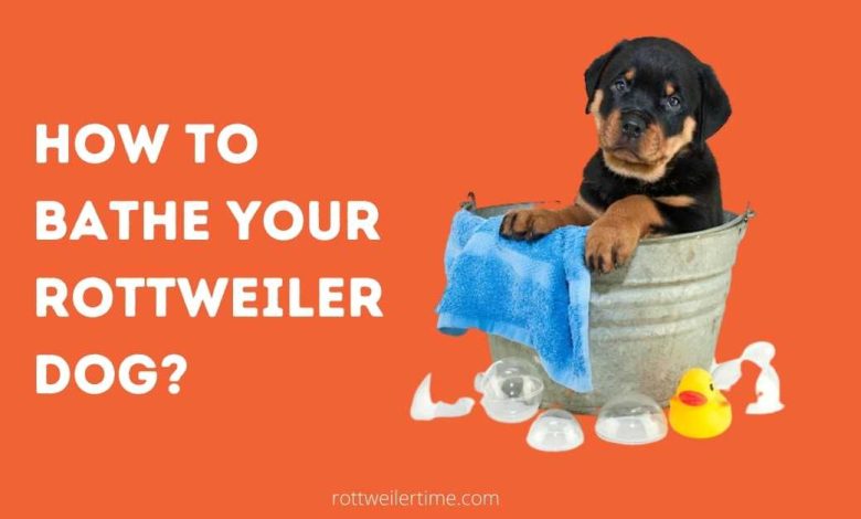 How to Bathe Your Rottweiler Dog