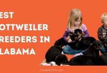 Rottweiler Breeders In Alabama