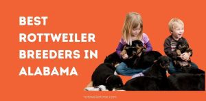 Rottweiler Breeders In Alabama