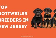 Rottweiler Breeders In New Jersey