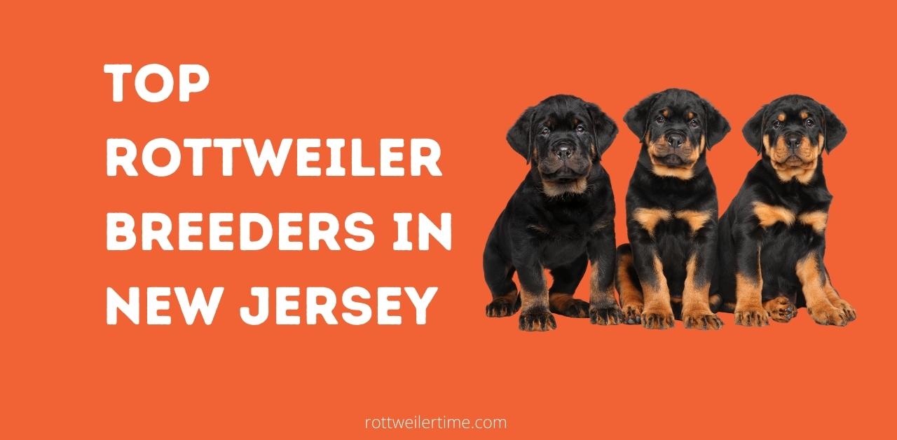 Rottweiler Breeders In New Jersey