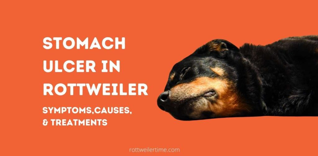Stomach Ulcer In Rottweiler