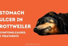 Stomach Ulcer In Rottweiler