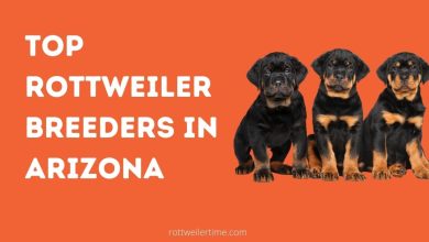 Top Rottweiler Breeders In Arizona