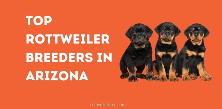 Top Rottweiler Breeders In Arizona