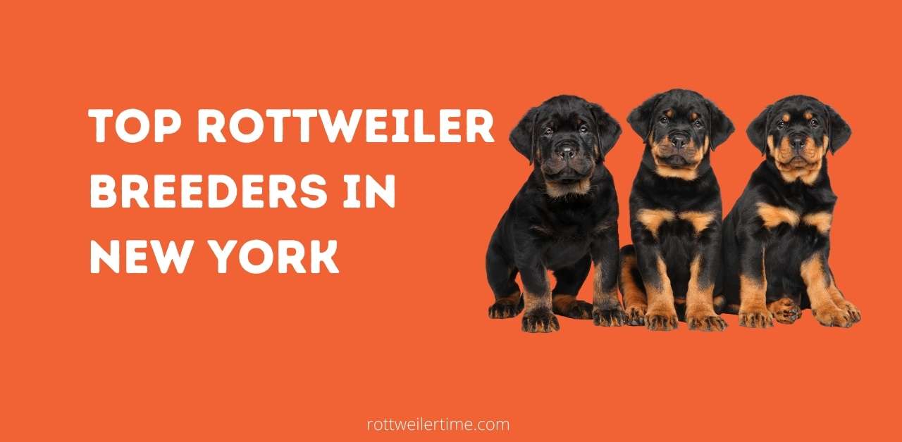 Top Rottweiler Breeders In New York