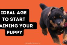Training Your Rottweiler Puppy