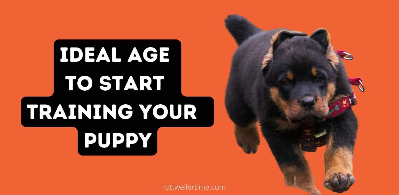 Training Your Rottweiler Puppy