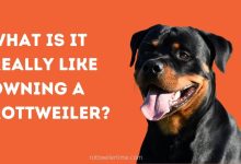 What is it really like owning a Rottweiler?