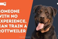 someone with no experience, Can train a Rottweiler