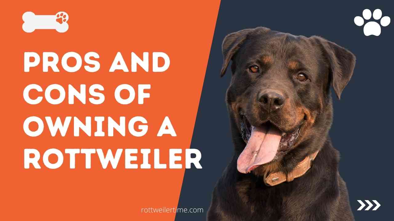 Pros and Cons of owning a Rottweiler dog