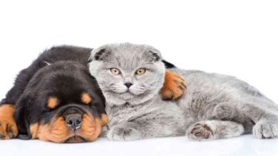 Keeping a Cat With Rottweiler