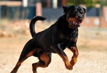 Dog Exercises You Can Do At Home