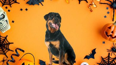 Halloween With Your Rottweiler