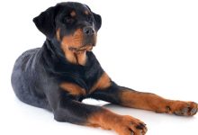 Rottweiler And Mobility Issues