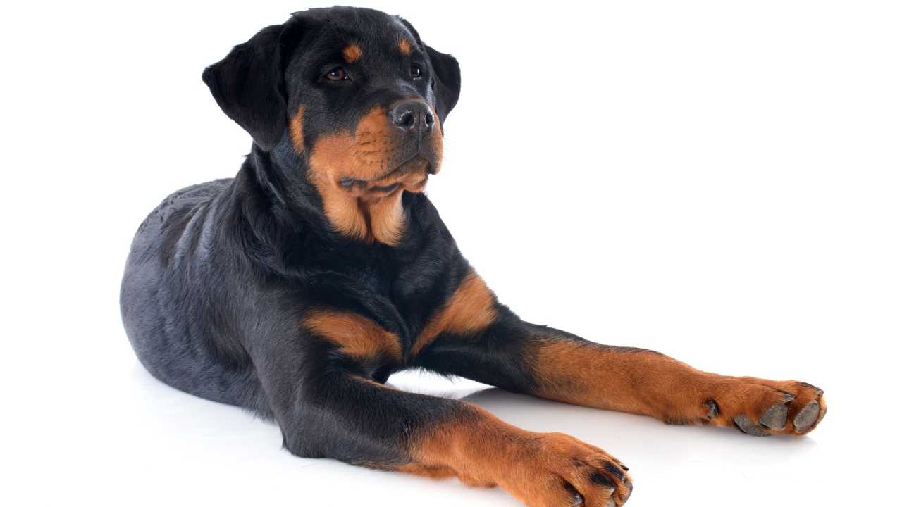 Rottweiler And Mobility Issues