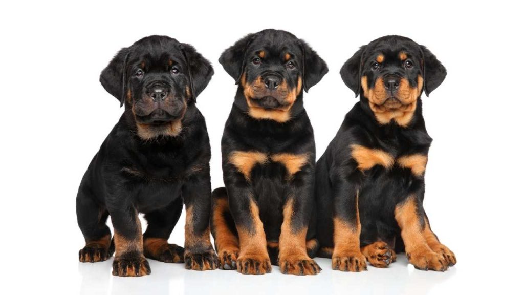 Rottweiler Puppy Price In Pakistan 1024x576 