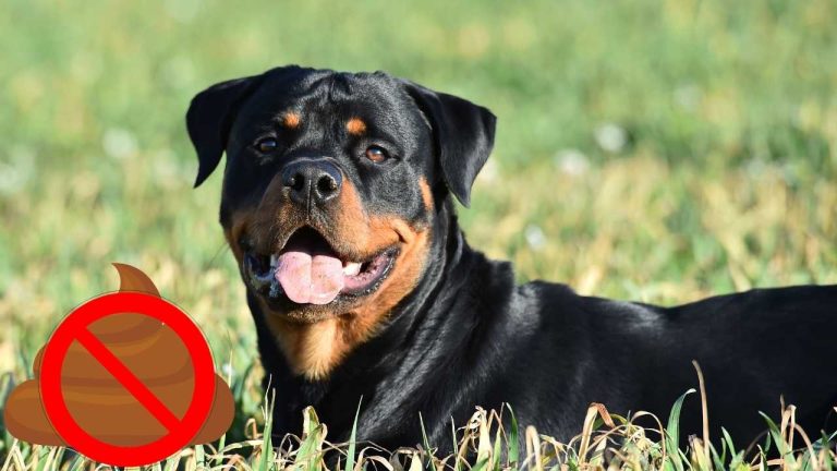 How to Stop Your Rottweiler From Eating Poop