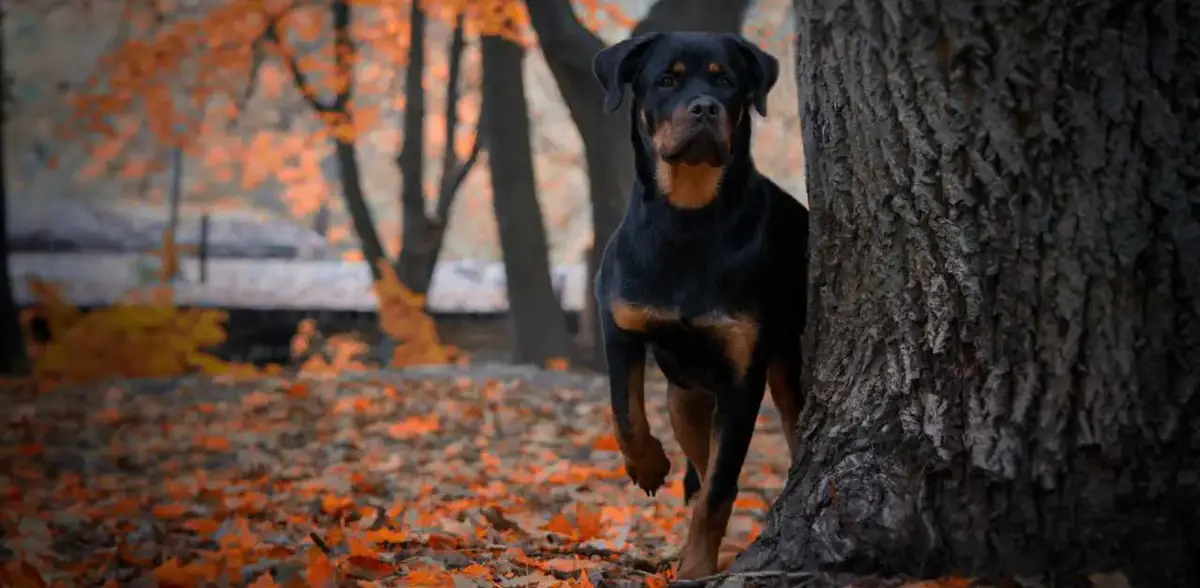 are rottweilers destructive chewers