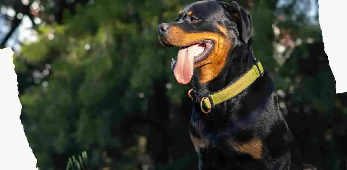 Female Rottweiler Weight Chart: How to Ensure Your Dog is Thriving