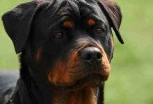 Helping Your Rottweiler Overcome Separation Anxiety