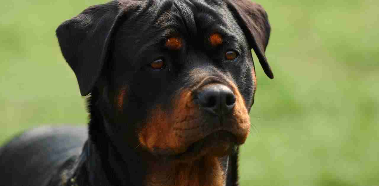 Helping Your Rottweiler Overcome Separation Anxiety