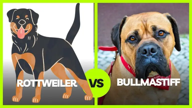 Rottweiler vs Bullmastiff