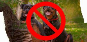 Why Rottweiler is Banned in Different Countries