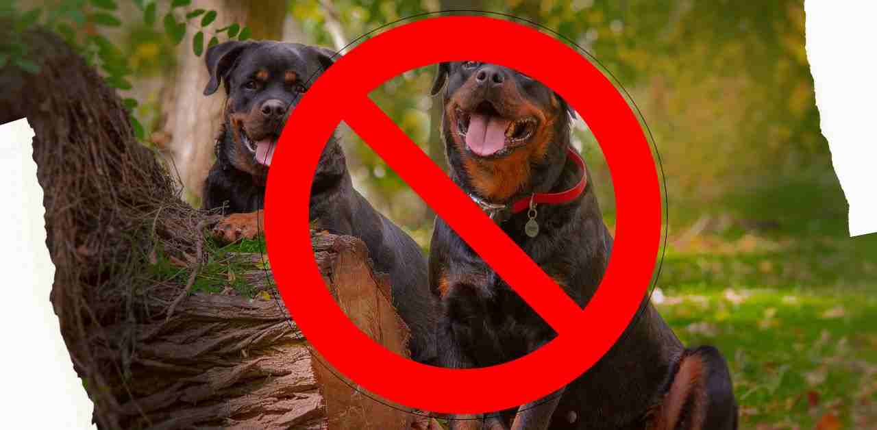 Why Rottweiler is Banned in Different Countries