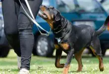 Train Your Rottweiler for a Dog Show