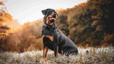 Train Your Rottweiler to Come When Called