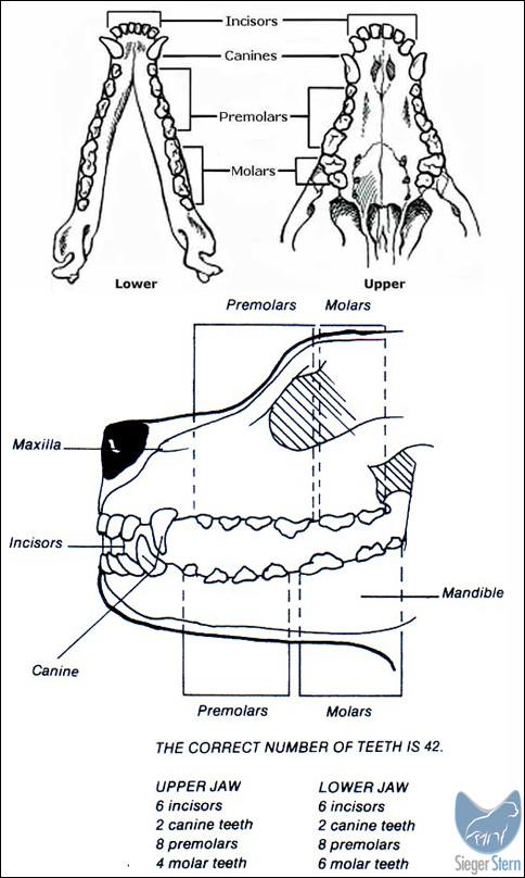 Rottweiler Jaw Anatomy