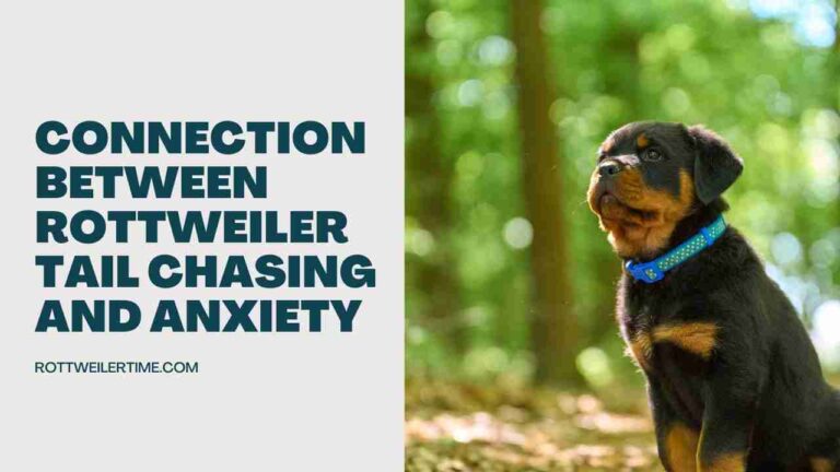 Connection Between Rottweiler Tail Chasing and Anxiety