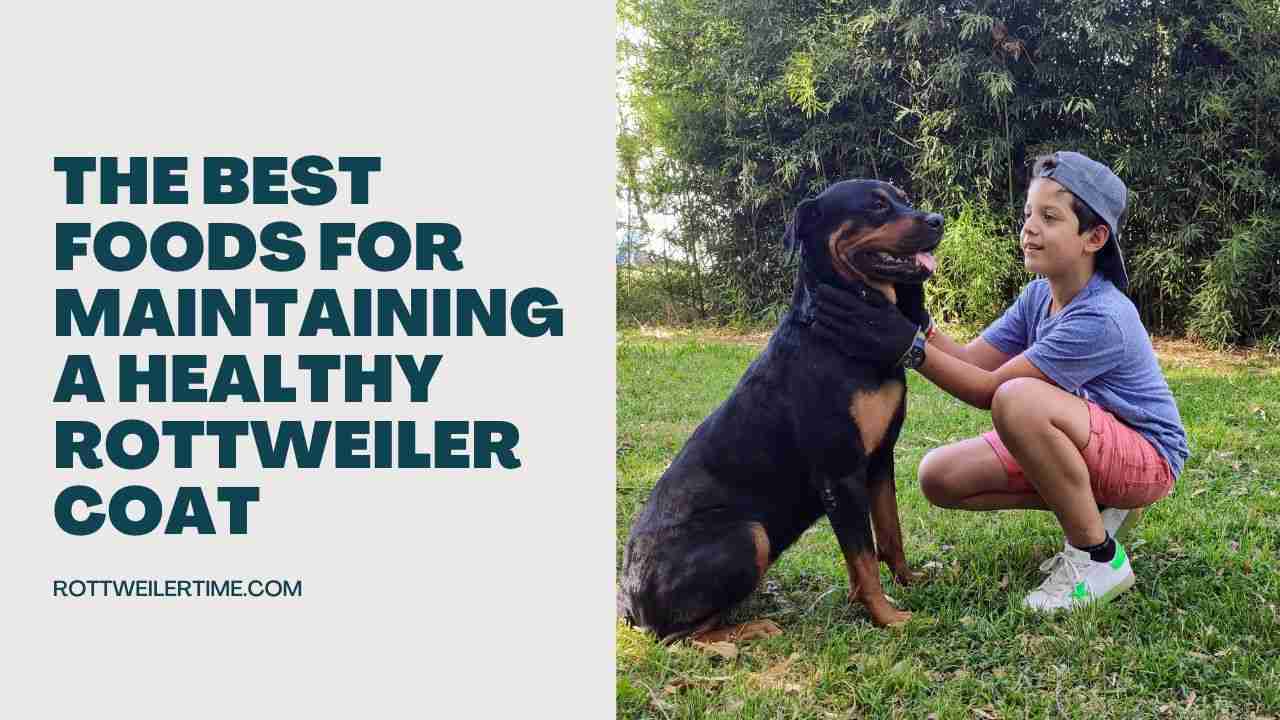 The Best Foods for Maintaining a Healthy Rottweiler Coat