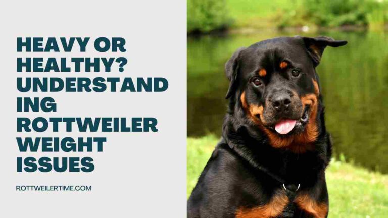 Heavy or Healthy? Understanding Rottweiler Weight Issues