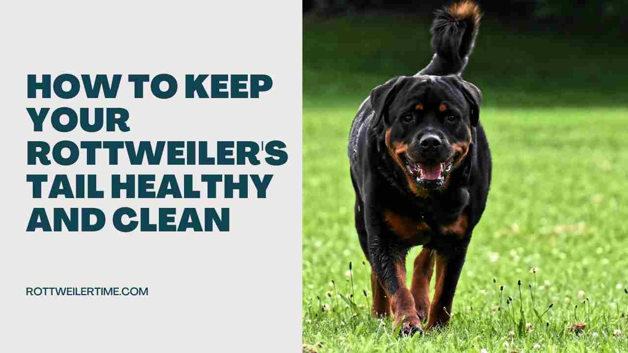 Keep Your Rottweiler's Tail Healthy