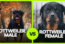 Male or Female Rottweiler - Which One to Buy or Adopt?