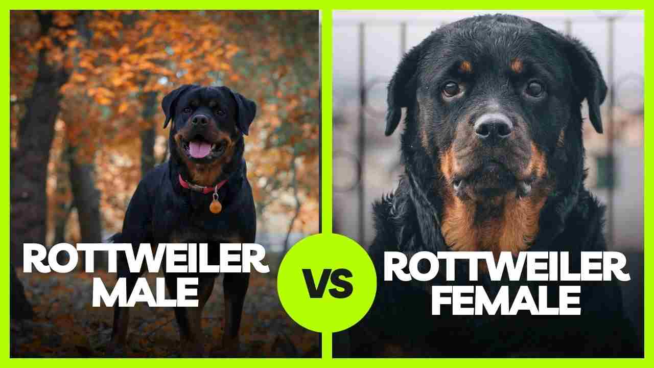 Male or Female Rottweiler - Which One to Buy or Adopt?