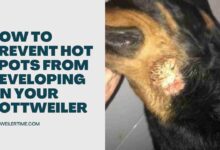 Prevent Hot Spots from Developing on Your Rottweiler