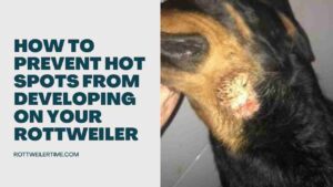 Prevent Hot Spots from Developing on Your Rottweiler