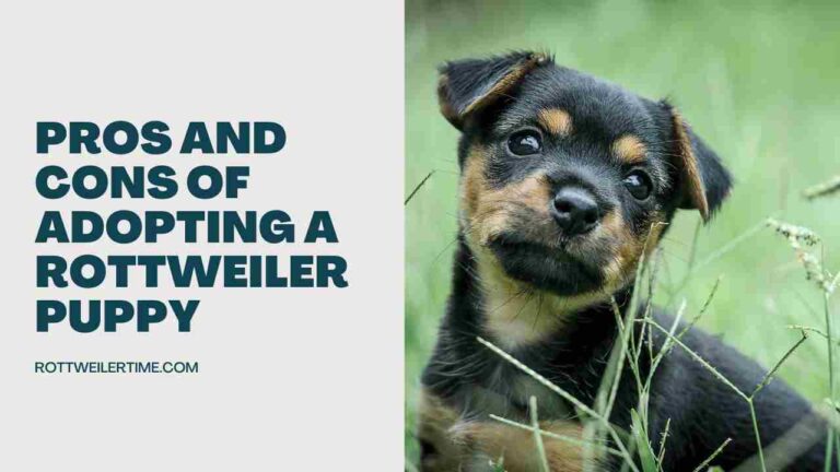 Pros and Cons of Adopting a Rottweiler Puppy