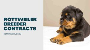 Rottweiler Breeder Contracts