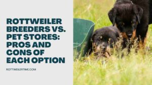 Rottweiler Breeders vs. Pet Stores: Pros and Cons of Each Option