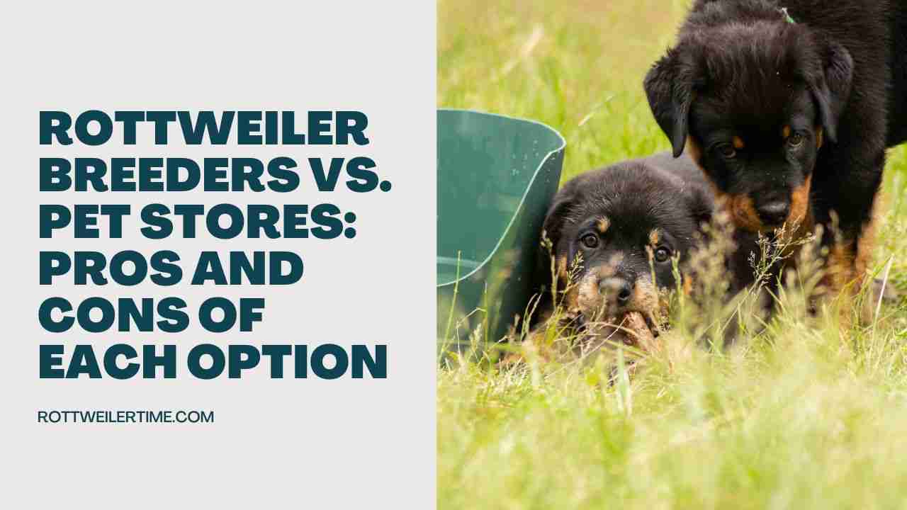 Rottweiler Breeders vs. Pet Stores: Pros and Cons of Each Option