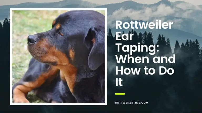 Rottweiler Ear Taping: When and How to Do It