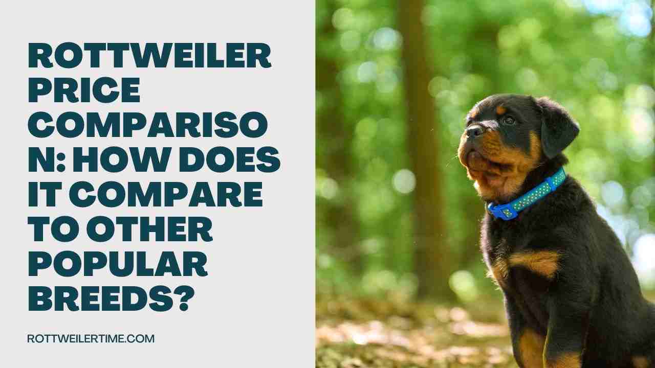 Rottweiler Price Comparison