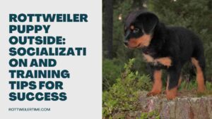Rottweiler Puppy Outside
