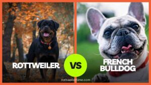 Rottweiler Vs French Bulldog